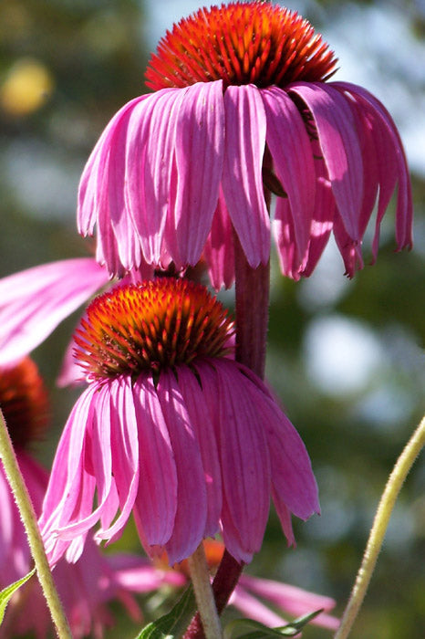 Narrow Leaf Echinacea native prairie Blume from Samen