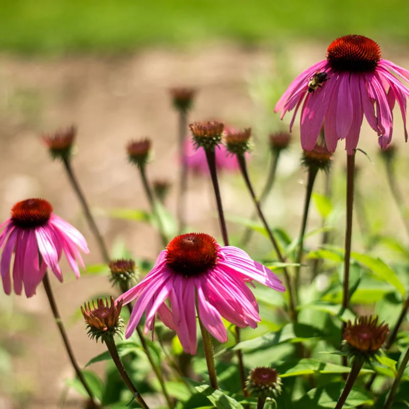 Narrow Leaf Echinacea Samen Echinacea angustifolia pollinator Pflanze