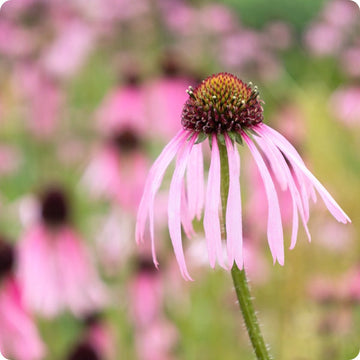 Narrowleaf Echinacea Samen Echinacea angustifolia native perennial