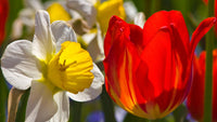 Rot Narzisse Blumensamen zur Aussaat Schnitt Blume beliebt Traditionssorte & ohne Gentechnik Samen Hausgarten