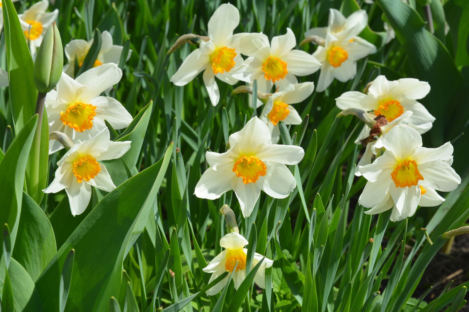 Narzisse Blumensamen zur Aussaat leuchtend Weiß und Gelb Blüten