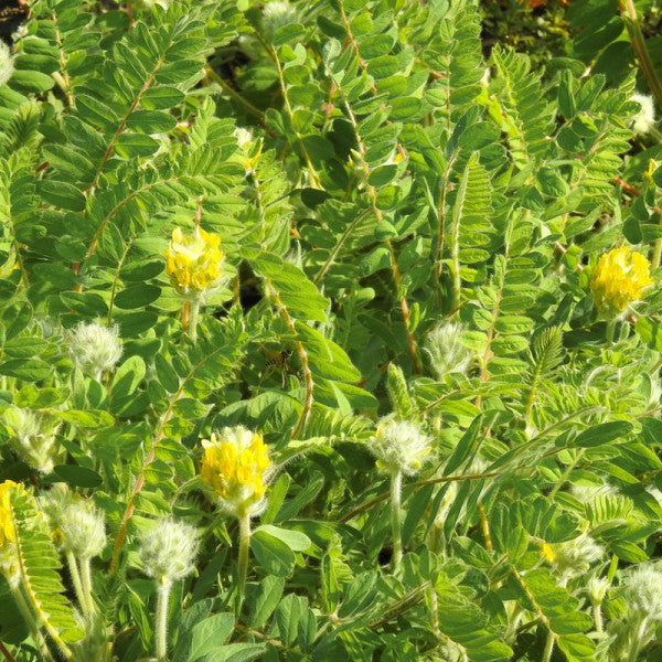 Gelb Astragalus Blumensamen zur Aussaat – Wildblume Mischung – Traditionssorte & ohne Gentechnik Samen Hausgarten