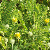Gelb Astragalus Blumensamen zur Aussaat – Wildblume Mischung – Traditionssorte & ohne Gentechnik Samen Hausgarten