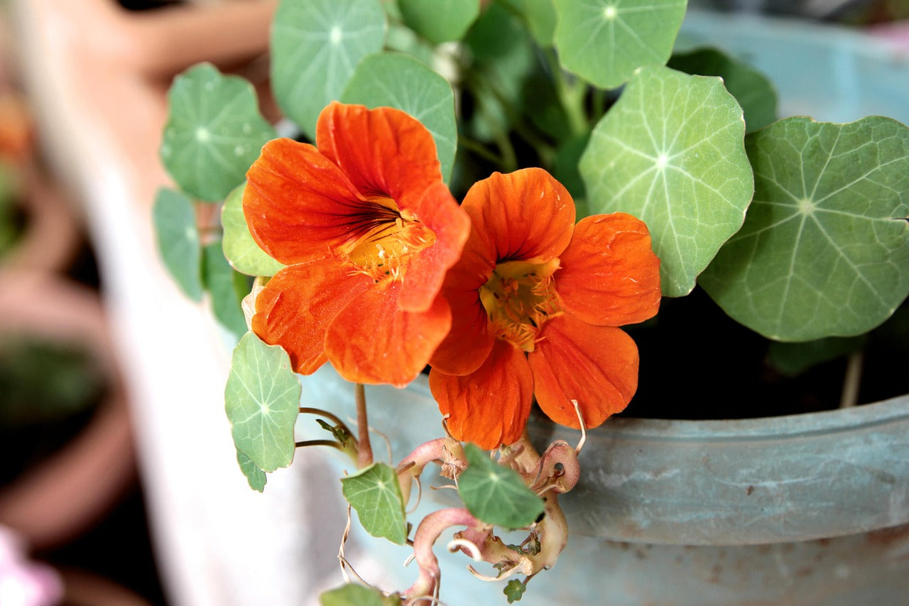 Kapuzinerkresse Blumensamen zur Aussaat lang Blüte Saison Traditionssorte & ohne Gentechnik Samen Hausgarten