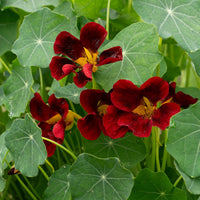 Schwarz velvet nasturtium pflanze in garten bed