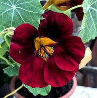 Nasturtium schwarz velvet in töpfen and containers