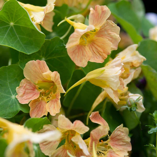 Rosa nasturtium blumen in a garten bed