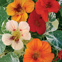 Gemischt Kapuzinerkresse Blumensamen zur Aussaat duftend Blüten Traditionssorte & ohne Gentechnik Samen Hausgarten