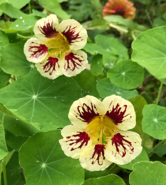 Creme Rosa Kapuzinerkresse Blumensamen zur Aussaat – leuchtend – Traditionssorte & ohne Gentechnik Samen Hausgarten
