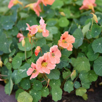 Dark rosa nasturtium pflanzen in töpfen