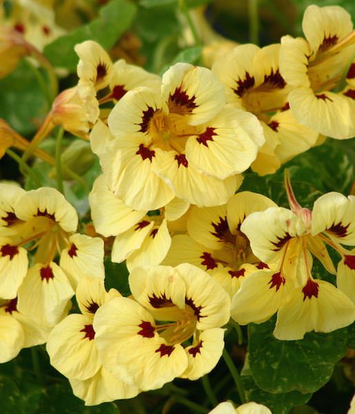 Creme Kapuzinerkresse Blumensamen zur Aussaat Wildblume Mischung Traditionssorte & ohne Gentechnik Samen Hausgarten