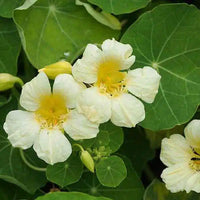 Creme Kapuzinerkresse Blumensamen zur Aussaat Wildblume Mischung Traditionssorte & ohne Gentechnik Samen Hausgarten