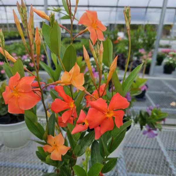 Mandevilla Orange Blumensamen leuchtend Garten Aussaat