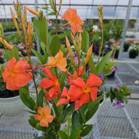 Mandevilla Orange Blumensamen leuchtend Garten Aussaat