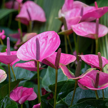Lila Flamingoblume Blumensamen zur Aussaat – Drought verträglich – Traditionssorte & ohne Gentechnik Samen Hausgarten