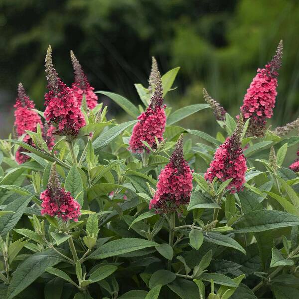 Buddleia (buddleia davidii) samen for anpflanzung in home garten