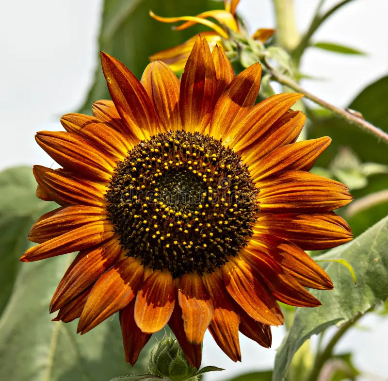 Orange Rot Sonnenblume Samen zur Aussaat – duftend Blüten – Traditionssorte & ohne Gentechnik Samen Hausgarten