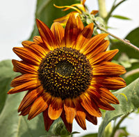 Orange Rot Sonnenblume Samen zur Aussaat – duftend Blüten – Traditionssorte & ohne Gentechnik Samen Hausgarten