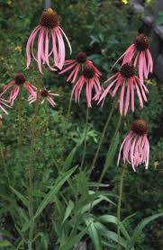 Native Narrowleaf Echinacea grown from Samen in Garten