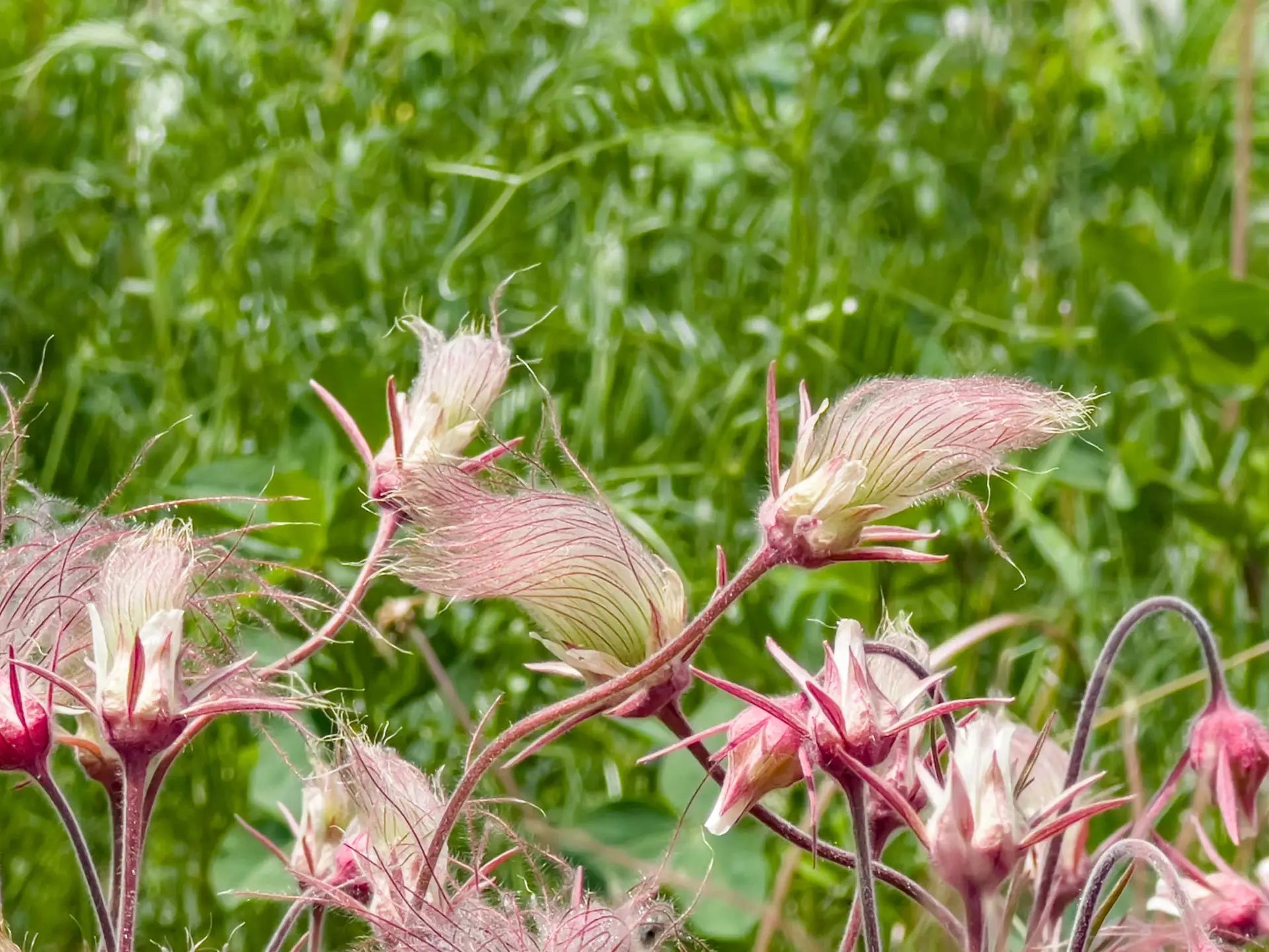 Smoke Blumensamen zur Aussaat Garten beliebt Traditionssorte & ohne Gentechnik Samen Hausgarten