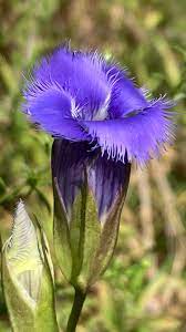Fringed Gentian Pflanzen Anbau in wetland habitat