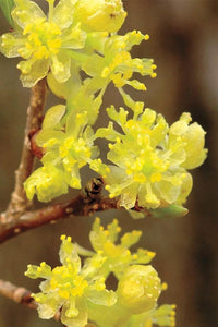 Shade-loving Spicebush perennial shrub with green leaves