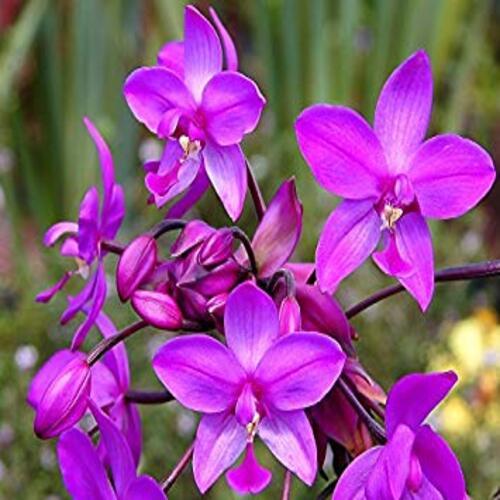 Schmetterlingsorchidee Mischung Blumensamen zur Aussaat Orchidee Sorte
