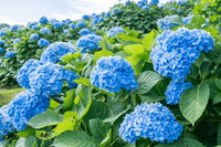 dunkel Blau Hortensie Blumensamen zur Aussaat – pflegeleicht – Traditionssorte & ohne Gentechnik Samen Hausgarten