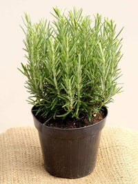 Rosemary Samen Blumensamen zur Aussaat hochwertige Qualitäts- Traditionssorte & ohne Gentechnik Samen Hausgarten