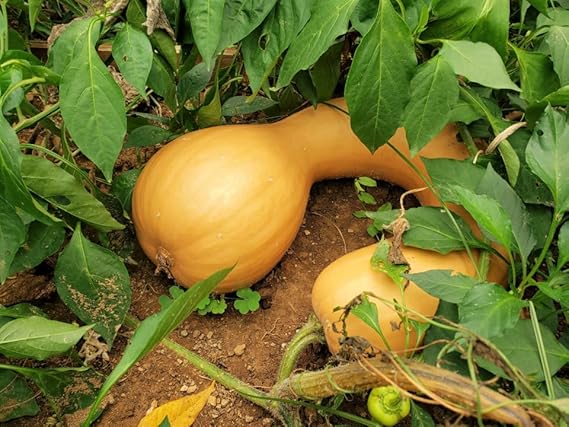 Neck pumpkin cucurbita spp samen für aussaat