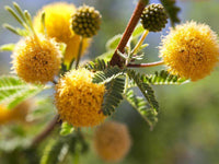 Acacia Gelb mehrjährig Blumensamen zur Aussaat – Anzucht Garten Samen