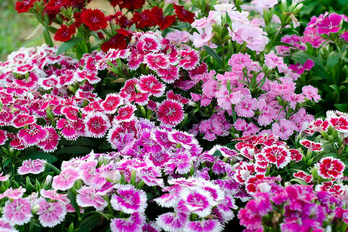 Nelke mehrjährig Blumensamen zur Aussaat pflegeleicht Traditionssorte & ohne Gentechnik Samen Hausgarten