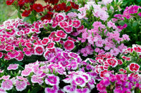 Nelke mehrjährig Blumensamen zur Aussaat pflegeleicht Traditionssorte & ohne Gentechnik Samen Hausgarten