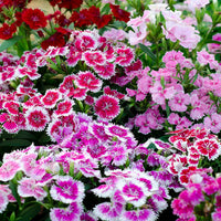 Weiß Violett Nelke Blumensamen zur Aussaat ideal Rabatten Traditionssorte & ohne Gentechnik Samen Hausgarten