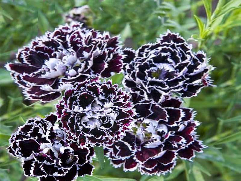 Schwarz Weiß Nelke Blumensamen zur Aussaat robust Sorte Traditionssorte & ohne Gentechnik Samen Hausgarten
