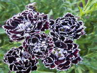 Schwarz Weiß Nelke Blumensamen zur Aussaat robust Sorte Traditionssorte & ohne Gentechnik Samen Hausgarten