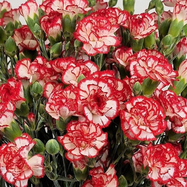 Rosa Weiß Nelke Blumensamen zur Aussaat kompakt Wuchs Traditionssorte & ohne Gentechnik Samen Hausgarten