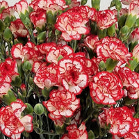 Rosa Weiß Nelke Blumensamen zur Aussaat kompakt Wuchs Traditionssorte & ohne Gentechnik Samen Hausgarten