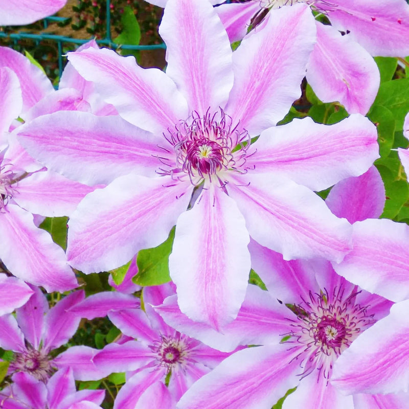 Nelly moser blume samen for anpflanzung
