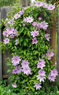 Large rosa nelly moser clematis blumen
