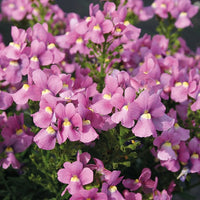 Nemesia blume samen for anpflanzung - fragrant blossoms, heirloom & gmo free samen for home garten
 
 sale for anpflanzung in home garten.