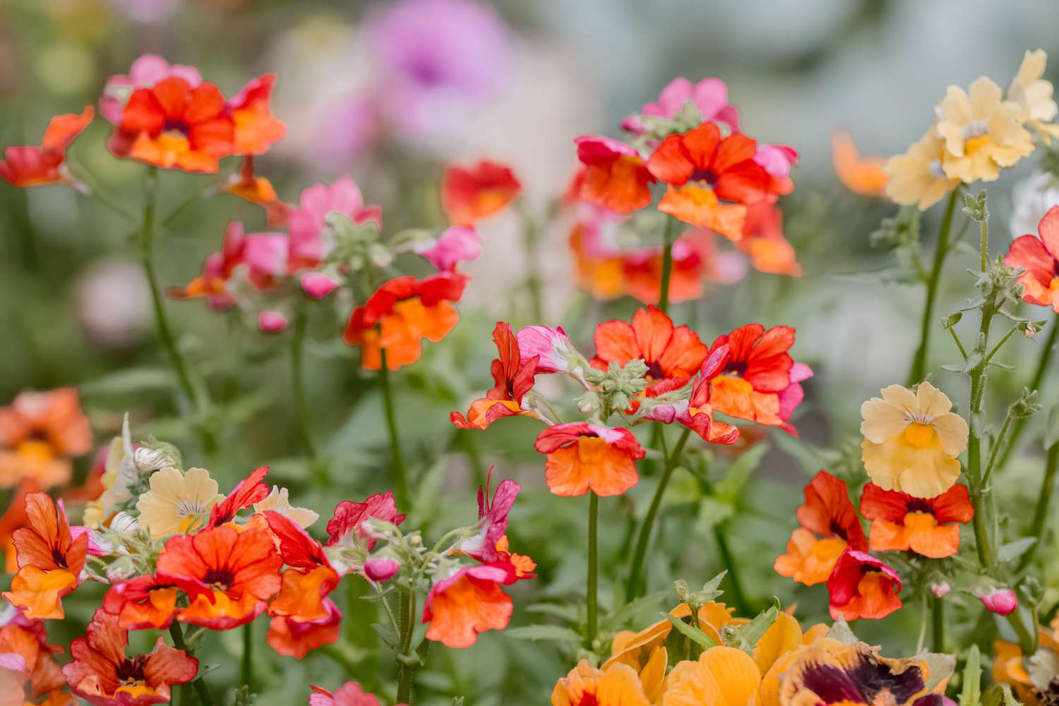 Nemesia Blumensamen zur Aussaat ideal Rabatten Traditionssorte & ohne Gentechnik Samen Hausgarten