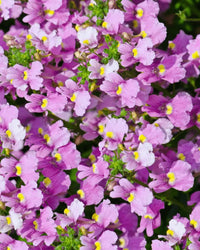Rosa Nemesia Poetry Samen zur Aussaat – Anzucht Blumensamen Frühling Garten Blüten
