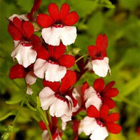 Nemesia Strumosa Blumensamen zur Aussaat Halbschatten verträglich Traditionssorte & ohne Gentechnik Samen Hausgarten