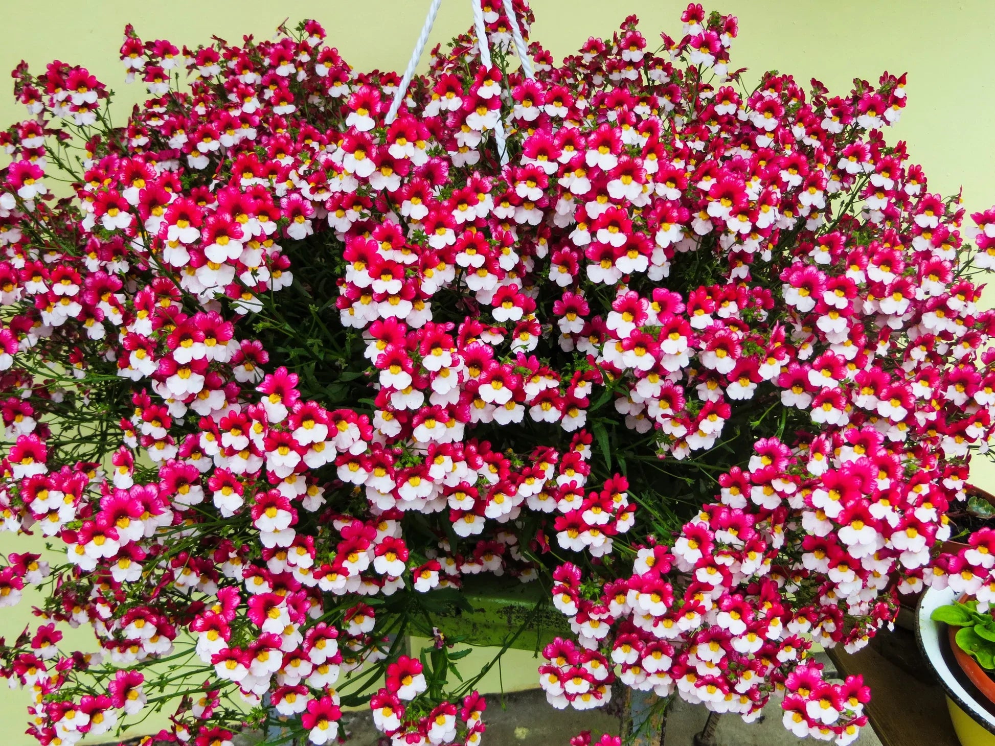 Step-by-step guide for wachsend nemesia strumosa seedlings