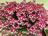 Step-by-step guide for wachsend nemesia strumosa seedlings