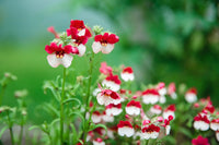 Nemesia strumosa rot and weiß bicolor blooms in garten