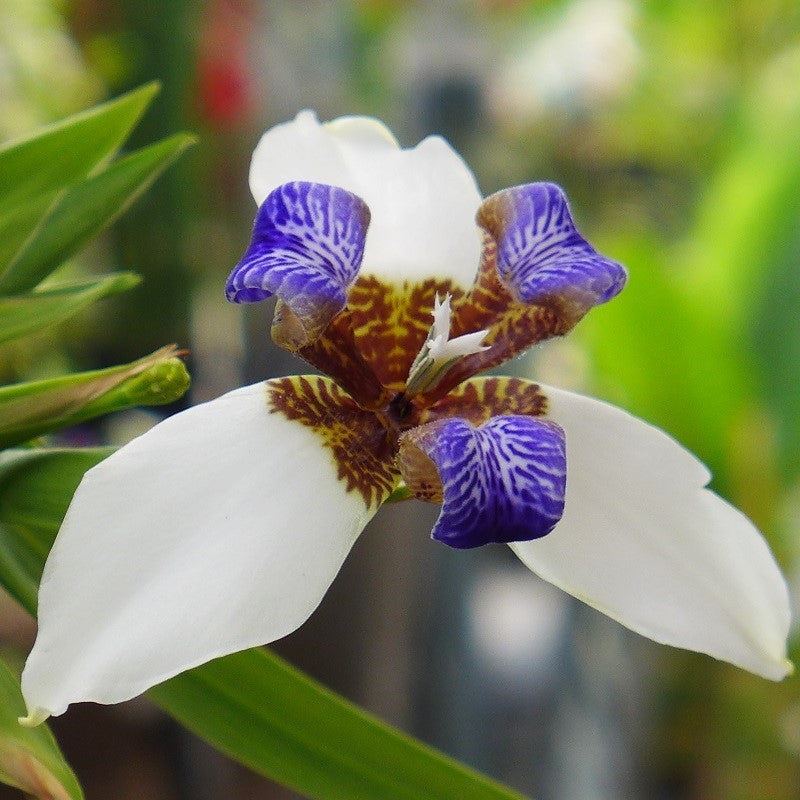 Gracilis Blumensamen zur Aussaat farbenfroh Schau Traditionssorte & ohne Gentechnik Samen Hausgarten
