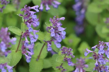 Nepeta cataria seedlings showing young foliage