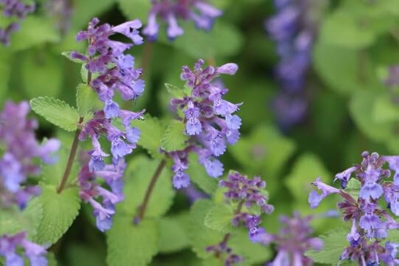 Nepeta cataria seedlings showing young foliage